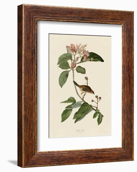 Bachmans Finch-John James Audubon-Framed Art Print