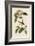 Bachmans Finch-John James Audubon-Framed Art Print