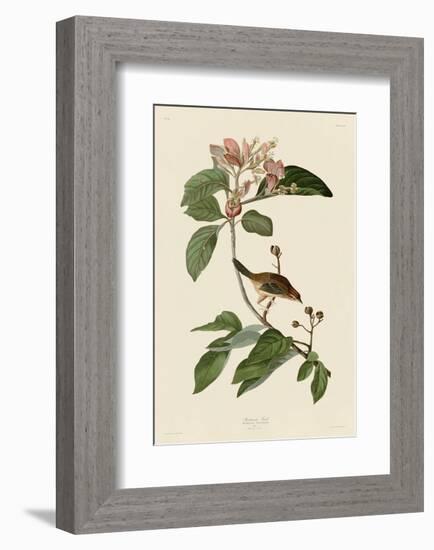 Bachmans Finch-John James Audubon-Framed Art Print