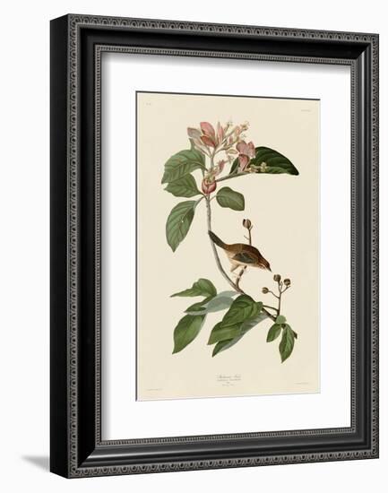 Bachmans Finch-John James Audubon-Framed Art Print