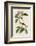 Bachmans Finch-John James Audubon-Framed Art Print