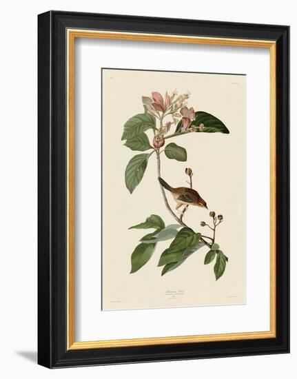 Bachmans Finch-John James Audubon-Framed Art Print