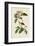 Bachmans Finch-John James Audubon-Framed Art Print