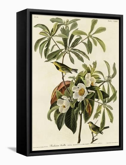 Bachmans Warbler-null-Framed Premier Image Canvas