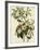 Bachmans Warbler-null-Framed Giclee Print