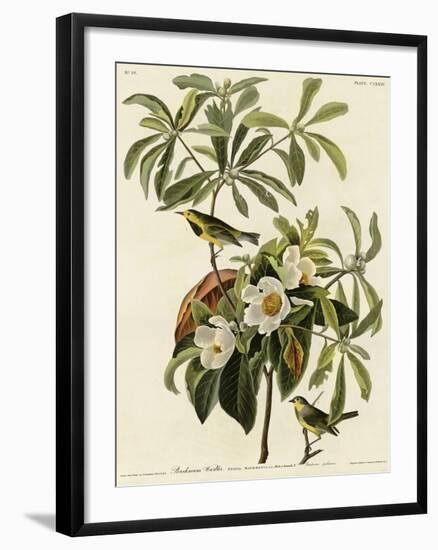 Bachmans Warbler-null-Framed Giclee Print