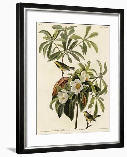 Bachmans Warbler-null-Framed Giclee Print