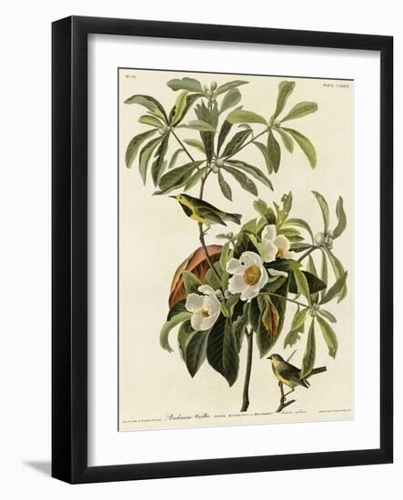 Bachmans Warbler-null-Framed Giclee Print