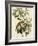 Bachmans Warbler-null-Framed Giclee Print