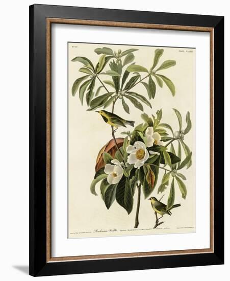 Bachmans Warbler-null-Framed Giclee Print