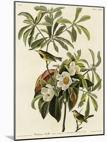 Bachmans Warbler-null-Mounted Giclee Print