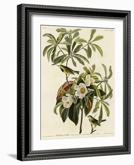 Bachmans Warbler-null-Framed Giclee Print