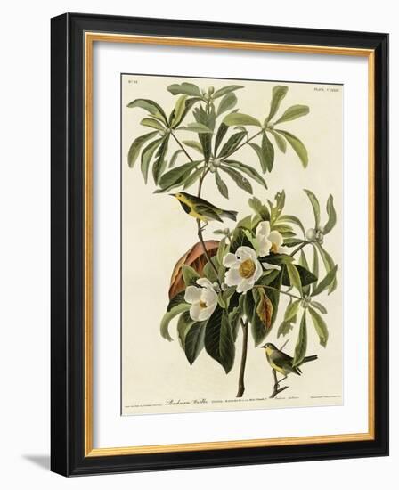 Bachmans Warbler-null-Framed Giclee Print