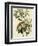 Bachmans Warbler-null-Framed Giclee Print