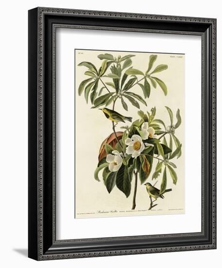 Bachmans Warbler-null-Framed Giclee Print