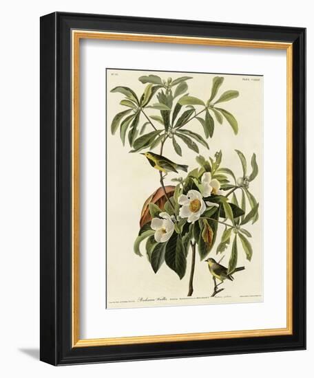 Bachmans Warbler-null-Framed Giclee Print