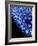 Bacillus Bacteria, Artwork-Mehau Kulyk-Framed Photographic Print