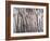 Back And Forth Trees-Jodi Maas-Framed Giclee Print