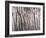 Back And Forth Trees-Jodi Maas-Framed Giclee Print