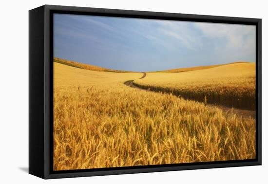 Back Country Road Winding Though Harvest Wheat Field-null-Framed Premier Image Canvas