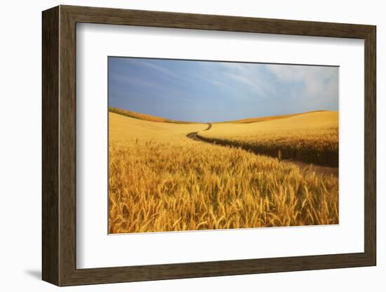 Back Country Road Winding Though Harvest Wheat Field-null-Framed Photographic Print