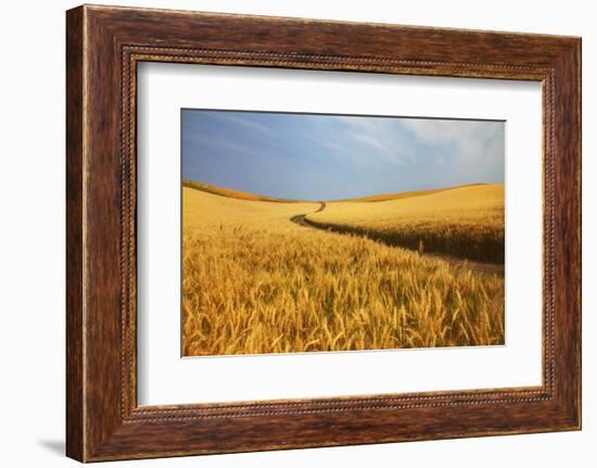 Back Country Road Winding Though Harvest Wheat Field-null-Framed Photographic Print