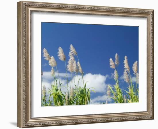 Back Country Sugar Cane Field, Kauai, Hawaii, USA-Terry Eggers-Framed Photographic Print