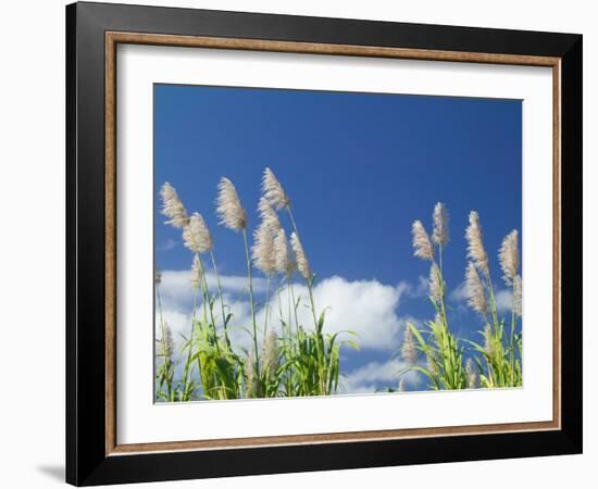 Back Country Sugar Cane Field, Kauai, Hawaii, USA-Terry Eggers-Framed Photographic Print