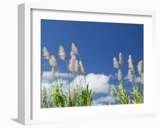 Back Country Sugar Cane Field, Kauai, Hawaii, USA-Terry Eggers-Framed Photographic Print