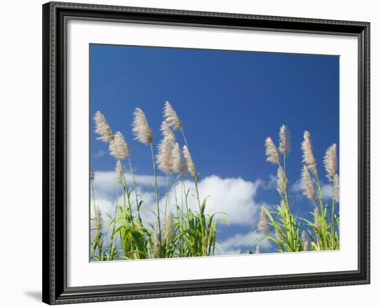 Back Country Sugar Cane Field, Kauai, Hawaii, USA-Terry Eggers-Framed Photographic Print