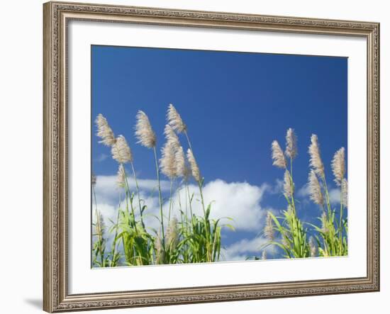 Back Country Sugar Cane Field, Kauai, Hawaii, USA-Terry Eggers-Framed Photographic Print