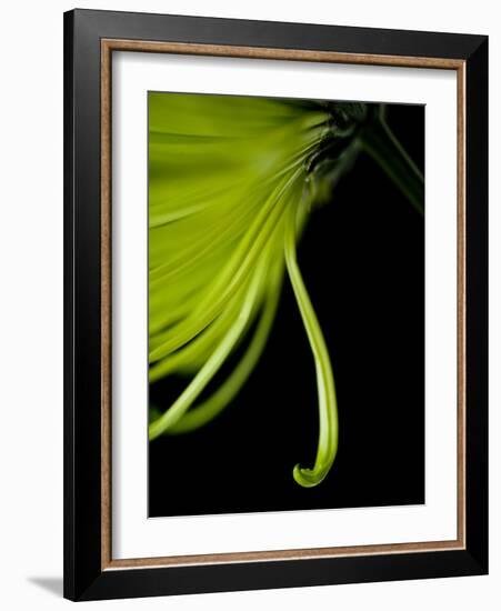 Back Drop 1-Doug Chinnery-Framed Photographic Print