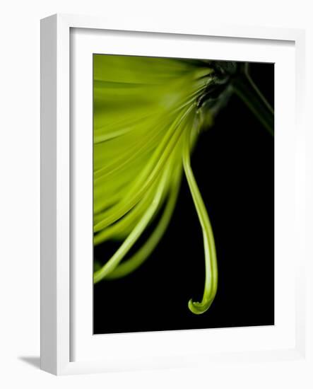 Back Drop 1-Doug Chinnery-Framed Photographic Print