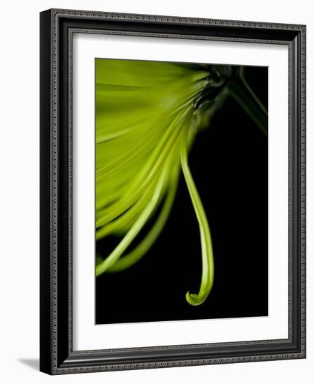 Back Drop 1-Doug Chinnery-Framed Photographic Print