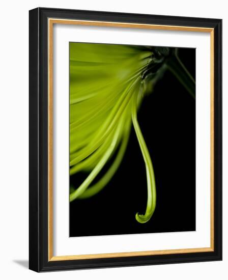 Back Drop 1-Doug Chinnery-Framed Photographic Print