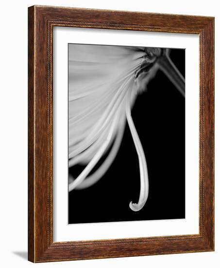 Back Drop 2-Doug Chinnery-Framed Photographic Print