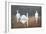 Back Lit Swans-Bruce Dumas-Framed Giclee Print