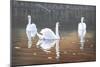 Back Lit Swans-Bruce Dumas-Mounted Giclee Print