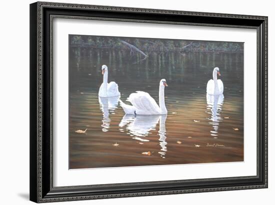 Back Lit Swans-Bruce Dumas-Framed Giclee Print