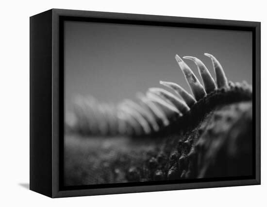 Back of an Iguana-Henry Horenstein-Framed Premier Image Canvas