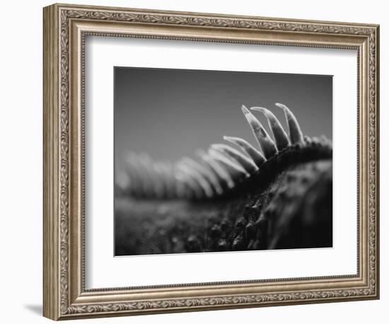 Back of an Iguana-Henry Horenstein-Framed Photographic Print