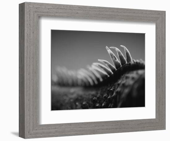 Back of an Iguana-Henry Horenstein-Framed Photographic Print