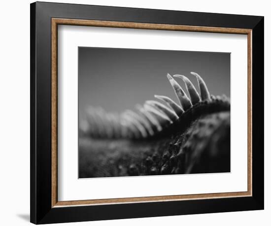 Back of an Iguana-Henry Horenstein-Framed Photographic Print