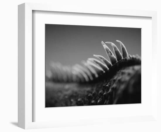 Back of an Iguana-Henry Horenstein-Framed Photographic Print