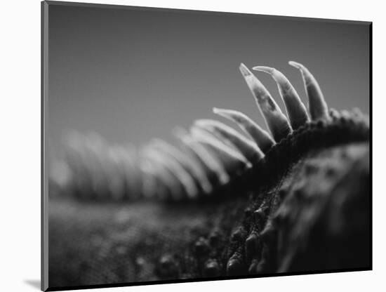 Back of an Iguana-Henry Horenstein-Mounted Photographic Print