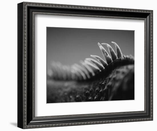 Back of an Iguana-Henry Horenstein-Framed Photographic Print