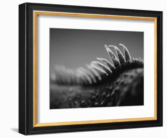 Back of an Iguana-Henry Horenstein-Framed Photographic Print