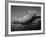 Back of an Iguana-Henry Horenstein-Framed Photographic Print