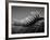 Back of an Iguana-Henry Horenstein-Framed Photographic Print