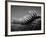 Back of an Iguana-Henry Horenstein-Framed Photographic Print